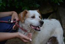 MIQUEL, Hund, Mischlingshund in Niederlande - Bild 9