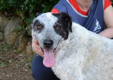 MEDWIN, Hund, Mischlingshund in Italien - Bild 1