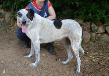 MEDWIN, Hund, Mischlingshund in Italien - Bild 10