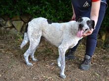 MEDWIN, Hund, Mischlingshund in Italien - Bild 11
