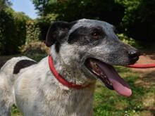 MEDWIN, Hund, Mischlingshund in Italien - Bild 2