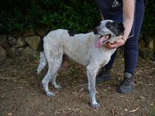 MEDWIN, Hund, Mischlingshund in Italien - Bild 3