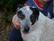 MEDWIN, Hund, Mischlingshund in Italien - Bild 5