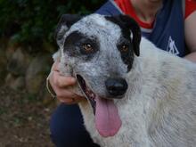 MEDWIN, Hund, Mischlingshund in Italien - Bild 6