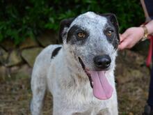 MEDWIN, Hund, Mischlingshund in Italien - Bild 8