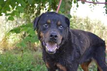 FENICIO, Hund, Rottweiler-Mix in Italien - Bild 1