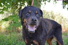 FENICIO, Hund, Rottweiler-Mix in Italien - Bild 2