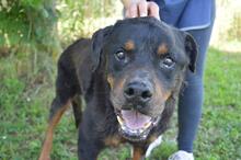 FENICIO, Hund, Rottweiler-Mix in Italien - Bild 3