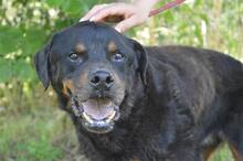 FENICIO, Hund, Rottweiler-Mix in Italien - Bild 4