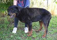 FENICIO, Hund, Rottweiler-Mix in Italien - Bild 5