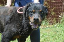 FENICIO, Hund, Rottweiler-Mix in Italien - Bild 6