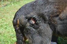 FENICIO, Hund, Rottweiler-Mix in Italien - Bild 7