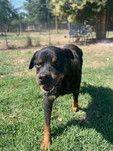 FENICIO, Hund, Rottweiler-Mix in Italien - Bild 8