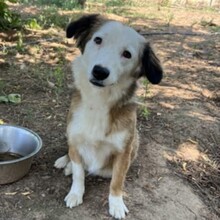 VIOLETA, Hund, Mischlingshund in Griechenland - Bild 1