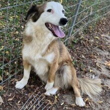 VIOLETA, Hund, Mischlingshund in Griechenland - Bild 2