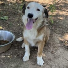 VIOLETA, Hund, Mischlingshund in Griechenland - Bild 3