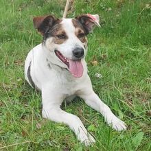 GREGORY, Hund, Mischlingshund in Bulgarien - Bild 1