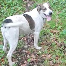 GREGORY, Hund, Mischlingshund in Bulgarien - Bild 2