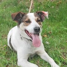 GREGORY, Hund, Mischlingshund in Bulgarien - Bild 5