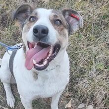GREGORY, Hund, Mischlingshund in Bulgarien - Bild 6