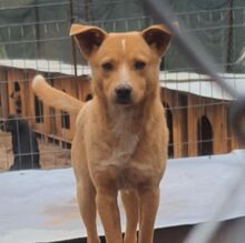 ARCHIE, Hund, Mischlingshund in Bulgarien - Bild 1