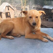 ARCHIE, Hund, Mischlingshund in Bulgarien - Bild 2