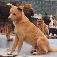 ARCHIE, Hund, Mischlingshund in Bulgarien - Bild 3