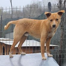 ARCHIE, Hund, Mischlingshund in Bulgarien - Bild 4