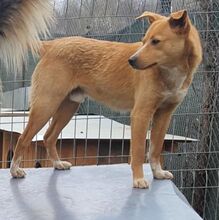 ARCHIE, Hund, Mischlingshund in Bulgarien - Bild 5