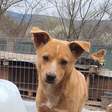 ARCHIE, Hund, Mischlingshund in Bulgarien - Bild 6