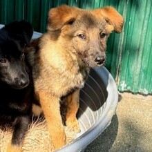 NUNO, Hund, Mischlingshund in Rumänien - Bild 10