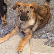 NUNO, Hund, Mischlingshund in Rumänien - Bild 11