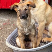 NUNO, Hund, Mischlingshund in Rumänien - Bild 12
