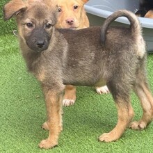 NUNO, Hund, Mischlingshund in Rumänien - Bild 2