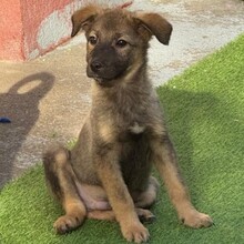 NUNO, Hund, Mischlingshund in Rumänien - Bild 3
