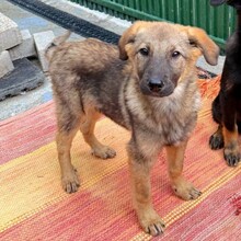 NUNO, Hund, Mischlingshund in Rumänien - Bild 8