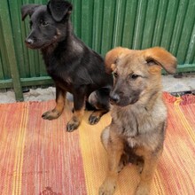 NUNO, Hund, Mischlingshund in Rumänien - Bild 9