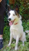 JACKIE, Hund, Mischlingshund in Slowakische Republik - Bild 1