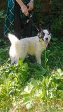 JACKIE, Hund, Mischlingshund in Slowakische Republik - Bild 2