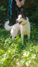 JACKIE, Hund, Mischlingshund in Slowakische Republik - Bild 3