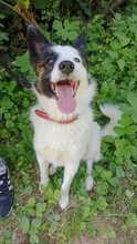 JACKIE, Hund, Mischlingshund in Slowakische Republik - Bild 4