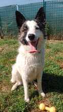 JACKIE, Hund, Mischlingshund in Slowakische Republik - Bild 6