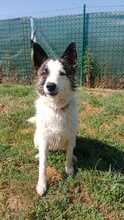 JACKIE, Hund, Mischlingshund in Slowakische Republik - Bild 7