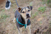 SIME, Hund, Labrador-Mix in Kroatien - Bild 1