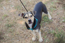 SIME, Hund, Labrador-Mix in Kroatien - Bild 2