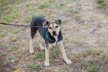 SIME, Hund, Labrador-Mix in Kroatien - Bild 4