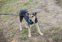 SIME, Hund, Labrador-Mix in Kroatien - Bild 5