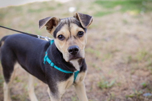 SIME, Hund, Labrador-Mix in Kroatien - Bild 6
