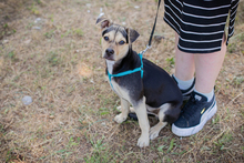 SIME, Hund, Labrador-Mix in Kroatien - Bild 7