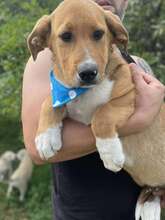 SAMSON, Hund, Mischlingshund in Rumänien - Bild 1